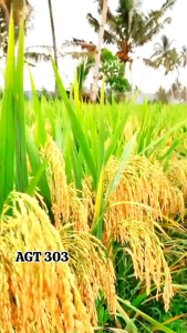 TERBARU BENIH PADI JENIS GALUR 303 AGT KEMASAN 5KG