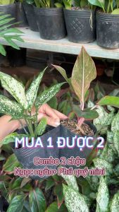 [GIÁ TỐT] COMBO 2 CHẬU (NGỌC NGÂN + PHÚ QUÝ) Chậu 1 thân (cao 15cm) cây cảnh Trong nhà kiểng lá mini để bàn Văn phòng đẹp hợp Phong thuỷ GIÁ RẺ lọc không khí Cây Tươi Nguyên CTN1340