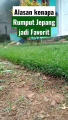 Jual Benih Rumput Jepang 100Gram - Benih Rumput Jepang 100G Diskon 10%. 