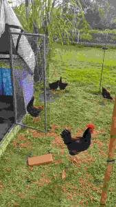 Telur ayam penelur berbenih Rhode Island Red (RIR) Rm 4 per pcs