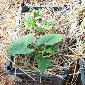 พันธุ์ฟักแม้ว มะระหวาน 1 ลูก