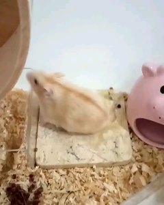 MARBLE STONE COLLING PAD FOR HAMSTER || BATU MARMER ALAS PENDINGIN HAMSTER