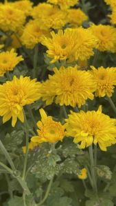 ต้นกล้าเบญจมาศ เหลืองขมิ้น เซ็ต 25 ต้น