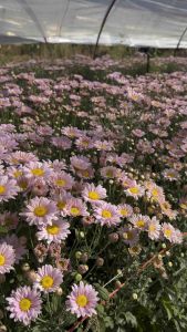 ต้นกล้าเบญจมาศ สีชมพู เซ็ต 25 ต้น