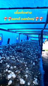 เชื้อเห็ดฝาง 1 ชุด (ชุดทดลอง)เชื้อเห็ด+อาหารเสริม+แป้งอย่างละ1