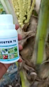 PUPUK BOOSTER 76 penyubur pelebat buah pembesar pelebat buah