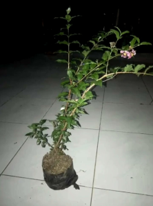 bahan bonsai sakura micro