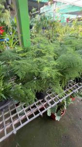 #โปร่งฟ้า (Asparagus Fern / Plumosa Fern) โปร่งฟ้า (Asparagus Fern / Plumosa Fern) ชื่อวิทยาศาสตร์ : Asparagus setaceus โปร่งฟ้า มีถิ่นกำเนิดทางแอฟริกาใต้ ลำต้นและใบมีความอ่อนช้อยงดงามยิ่งนัก ถ้าปล่อยให้เจริญเติบโตเต็มที่บางต้นอาจสูงได้ถึง 3 เมตร ใบ : ส