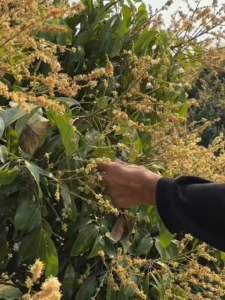 จะเด็ด X4 พลัง ฉีดพ่นทางใบ สำหรับ ลำไย เปิดตาดอก ก้านช่อยาว อวบ นํ้าหนักดี