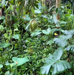 25 BUTIR BIJI | BENIH TANAMAN SIRSAK MADU JUMBO