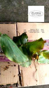 Paket Murah - 5 Bibit Tanaman Kencur Rempah Serbaguna Siap Tanam