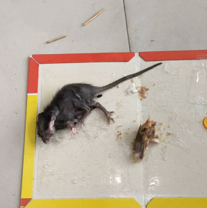 Lem Perangkap Tikus Cap Kucing Mouse Glue Trap