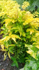 Daun Imba cakla Cilik (Netto 250 Gram) Asli Ciamis Lalapan Segar Olahan Sayur Enak Tumis