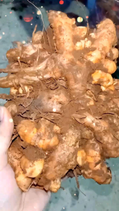 Nghệ đỏ củ già lâu năm mọc ơ rừng tự nhiên 1kg