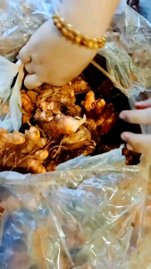 Nghệ đỏ  củ làm giống củ già củ cái