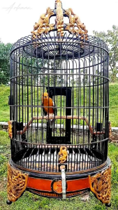 Pelet Anis Pakan Burung: Nutrisi Burung Anis Merah & Punglor