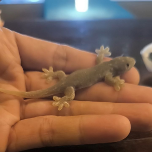 จิ้งจกปลอม จั๊กกิ้ม  จิ้งจก เอาไว้หลอกเพื่อ แกล้งเพื่อน  เอาไว้ล่อน้องแมว แมวชอบมาก ฝึกสกิวล่าของปมวโดยไม่ทำบาป