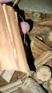 Kayu Bajakah Stamina Original Asli dari Kalimantan Borneo Bersanat Hingga Pencarinya di Hutan Kalimantan