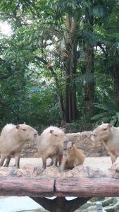 Zoo Negara - Adopt our Capybaras Zoo Negara Capybara Adoption Capybara Pet For Sale - Lazada