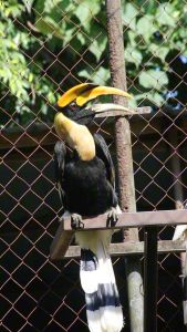 Zoo Negara - Adopt our Hornbills