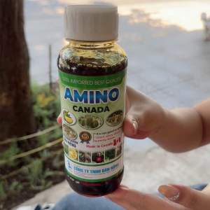 Phân Amino đậm đặc nhập từ Canada (chai 500ml) lá to xanh dày bóng mướt giúp phát đọt bật chồi cực mạnh ra rễ cực nhanh mát bông mát trái nở gai lớn trái xanh trái giải độc pacloa