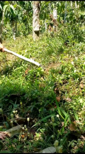 Cangkul Pembersih Gulma/Rumput Lebih Kuat & Tajam [PROMO]