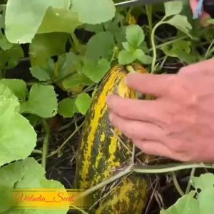 Virladia Seeds] Biji Benih Tanaman Timun Suri Hijau