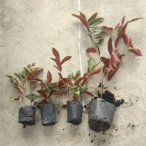 10 แถม 1ต้น ลิ้นกระบือใบทำบาย ศรี ลิ้นกระบือด่าง ต้น ฝน ปลูกง่าย โตไว ต้น มาขนมไม้ 10 ชุด