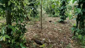 Thòng Dây Bẫy Cuốc  Bìm Bịp  Đa Đa...