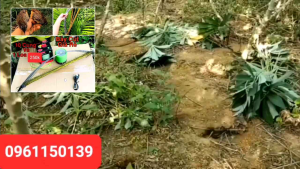 Cung bẫy cút gồm 10 cung