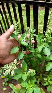Daun kemangi segar bugar olahan sayur tradisional 100 gram siap kirim