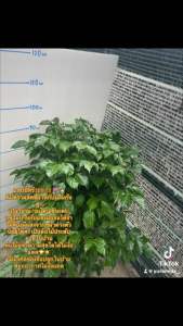 แฮปปี้ทรี Happy tree 💗🏡 คืนความสดชื่นให้กับบ้านกันคะ  เป็นในร่ม (ร่มได้เลยนะคะ) อยู่ในบ้านกับแสงนีออนได้จ้าไม่ต้องมีแสงจากหน้าต่างตัวนีอยู่ได้คะ เป็นต้นไม้ประดับภายในบ้าน ต้นไม้แห่งความสุขโตได้ไม่ง้อแดด🌟☀️ ไม้มงคลของจีนปลูกในบ้านฟอกอากาศไม่ง้อแดด