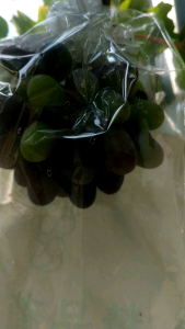 Fruit Cover Brongsong Buah Anggur Klengkeng Dll Pembungkus Buah BMK