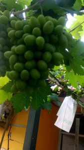 Bibit Anggur Import Lorano