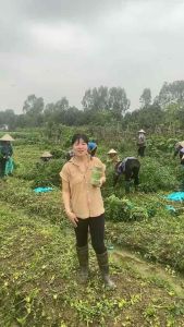 [Nguyên Chất 100%] Bột cần tây bột tía tô bột rau má bột diếp cá sấy lạnh nguyên chất không pha hủ 500g. Bột rau xanh sấy lạnh bột thảo dược làng tôi. Giúp đẹp da đẹp dáng giảm mụn thâm nám thanh nhiệt thải độc.