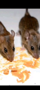 Wiselie Semprotan Pengusir Tikus Alami: Melindungi Rumah dari Tikus