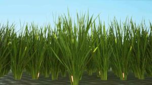 SILIMAX Lộc Trời 500ml phân bón lá hữu cơ cao cấp