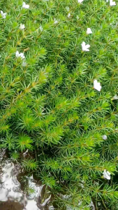 Bacopa myriophylloides tanaman aquascape per 35 batang