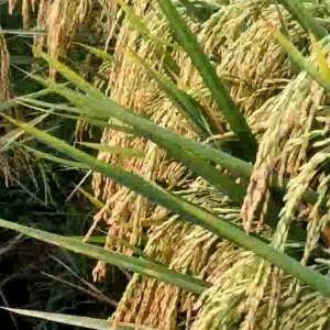 BIBIT PADI HMS 700 KEMASAN 5 KG GABAH BERKUALITAS SUPER UNGGUL HASIL MELIMPAH