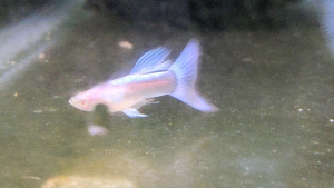 Sale 1 Pair Albino Sky Blue Guppy