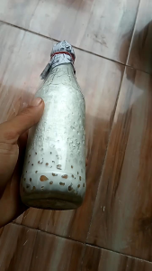 Bibit jamur tiram putih F1