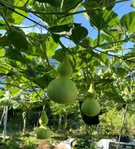 (KEMASAN PREMIUM) BIJI/BENIH TANAMAN LABU BOTOL (isi -+12 Butir)