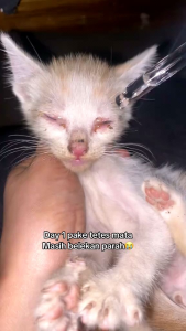 Obat Mata Kucing: Solusi untuk Belekan, Berair, Bernanah & Bengkak