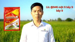BOMBIGOLD 500WG gói 100gr - Chế phẩm trừ sâu rầy (Côn trùng Chích hút Bọ xít dài (bọ hút) rầy Nâu Bọ trĩ rầy xanh Rầy Lưng trắng)