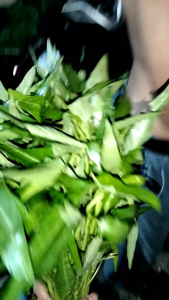 benih kangkung rajawali 50 biji kemasan muran