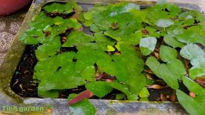 Cây ấu giống (combo 25 cây)