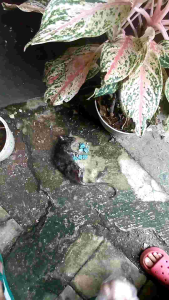 PEMBASMI SEMUA JENIS TIKUS MATI KERING MURAH AMPUH MEMBUNUH SECARA MASSAL 500 GR BRODIPACUM 0005BB