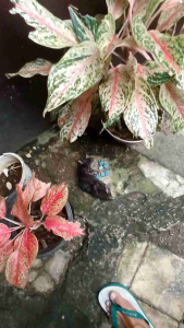 RACUN PEMBASMI TIKUS MATI KERING ISI 100 GR ASLI BRODIFACUM