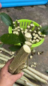 🌱กิ่งทองหลางน้ำ(กินใบ)(ไม้พี่เลี้ยง)ชุดใหม่กิ่งอวบ🌱 ตัดกิ่งสด สำหรับปักชำ 👉ชุดละ 15 กิ่ง👈