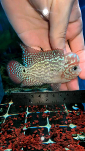 Flowerhorn kamfa f2 male 3inch male fish luohan kamfa f2 花罗汉金花f2 pellet trained flowerhorn